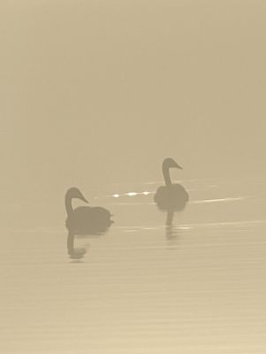 wood lake swan in the fog