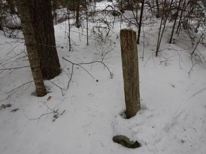 Benezie camp #2248
