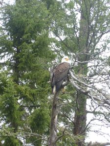 Bald Eagle