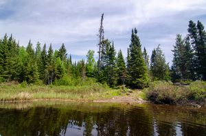 Swampy Landing