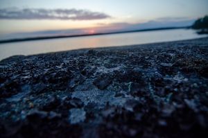 Lichen in the Sunset