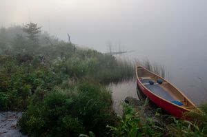 Foggy Sunrise