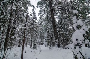 Snowy Trail