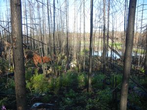 Burned Portage
