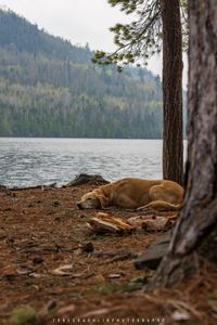 Camp Dog