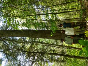 11'3" White Pine