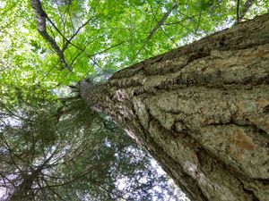 Monster White Pine Up