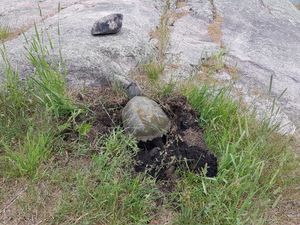 Snapping turtle laying eggs