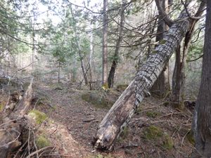 fallen tree