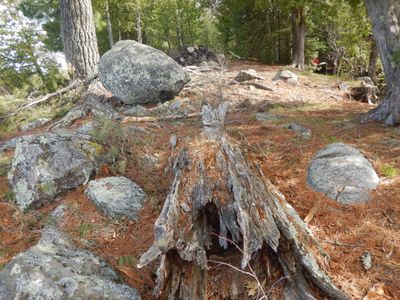 Bald Eagle camp site #1727