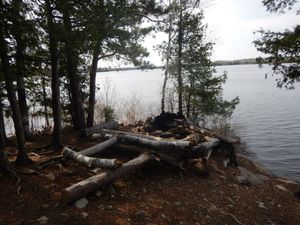 Bald Eagle campsite #1729