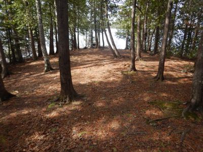 Bald Eagle camp site #1729