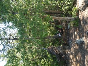 Cedar trees are great for hammocks