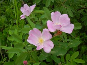 Wild Roses