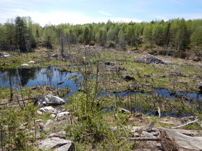 Old beaver hut