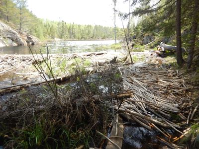 Beaver stick boneyard