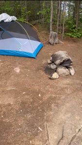 Campsite 1735