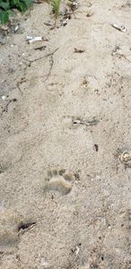 Bear prints on the beach