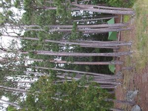 Island site Robinson Lk