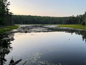 Beaver Pond Behind Campsite 1626