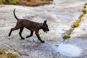 On Patrol