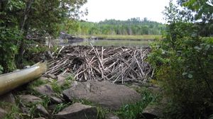 Muskeg Lake beaver dam