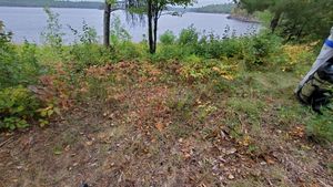 Poison Ivy patch in camp fall 2023