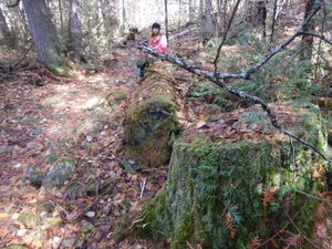 Ideal log bench