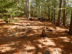 Pine campsite #732