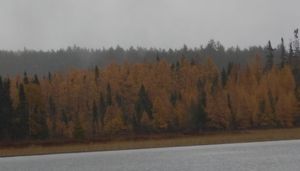 Golden tamaracks