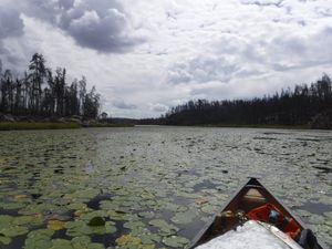 Thick lily pads