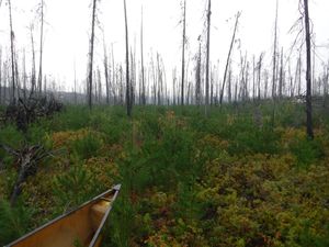 South start of 600m portage on Irvine Loop