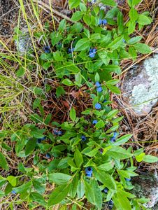 blueberries