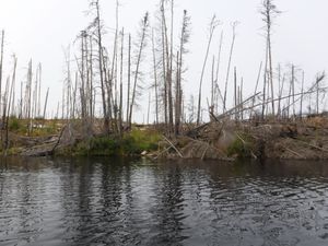 Standing dead on east side portage entrance