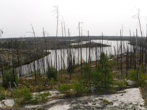 Ridge top fire damage looking east