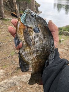SKR4