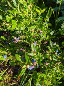 blueberries clear