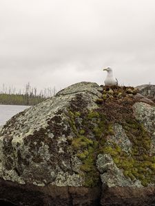 Gull on nest