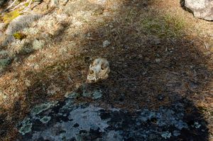 Fox Skull