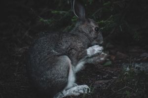 Local Hare