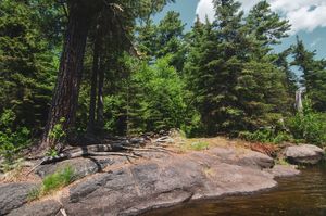 Site in the Big Pines