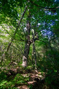 The Valley of Ancient Birches