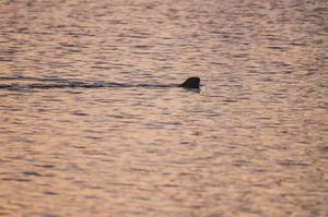 Otter in the Sunset