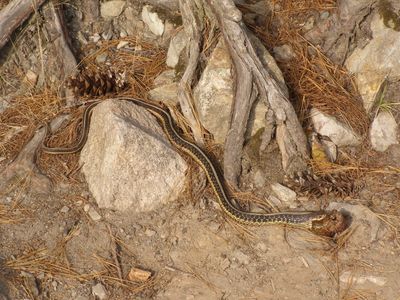 Garter Snake and Toad