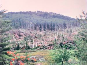 Blowdown on the North River, 1992
