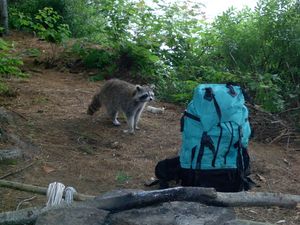 Bold racoon Lake Louisa 2004