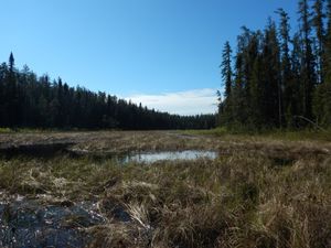 Meandering creek