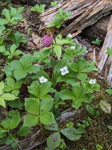 Stemless Lady's slipper