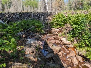 Beaver dam atop the Chaser portage