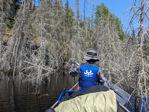 Sunken forest, above Chaser